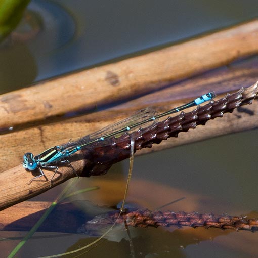 Austroagrion watsoni, Eastern Billabongfly, damselfly, Tasmania
