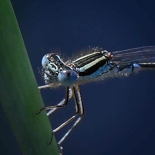 Austroagrion watsoni, Eastern Billabongfly, damselfly, Tasmania