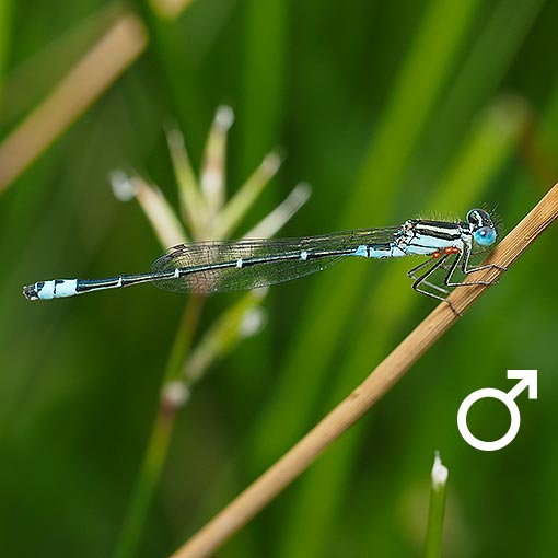 Austroagrion watsoni, Eastern Billabongfly, damselfly, Tasmania