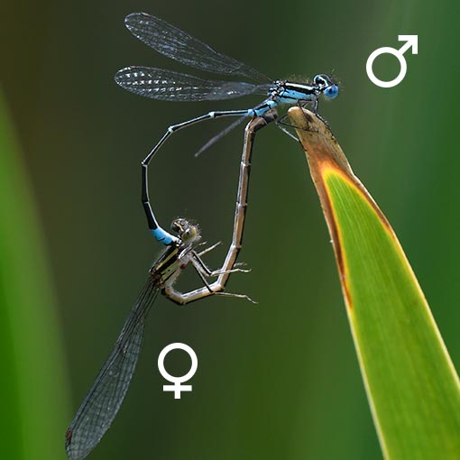 Austroagrion watsoni, Eastern Billabongfly, damselfly, Tasmania