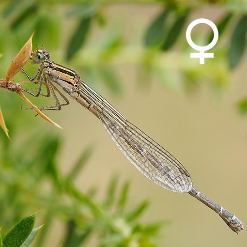 Austroagrion watsoni, Eastern Billabongfly, damselfly, Tasmania