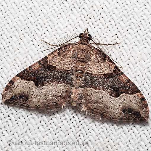 Epyaxa subidaria, moth, Tasmania