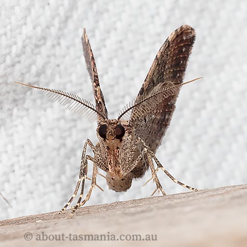Epyaxa subidaria, moth, Tasmania