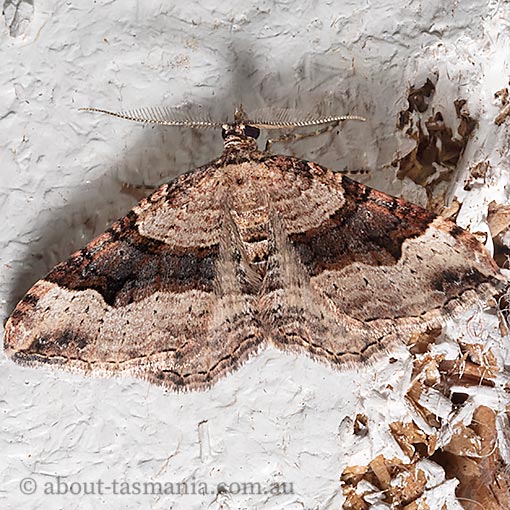 Epyaxa subidaria, moth, Tasmania