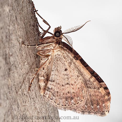 Epyaxa subidaria, moth, Tasmania