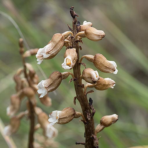 Gastrodia procera,<br />
Tall Potato Orchid, Tasmania