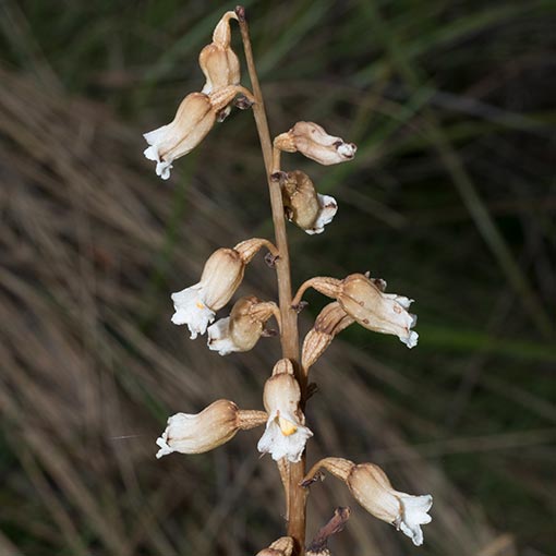 Gastrodia procera, Tall Potato Orchid, Tasmania