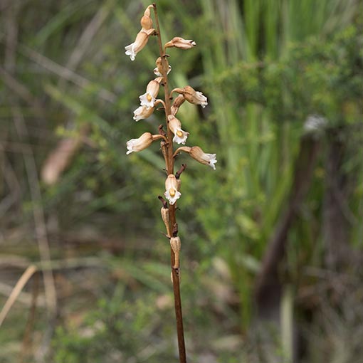Gastrodia procera, Tall Potato Orchid, Tasmania