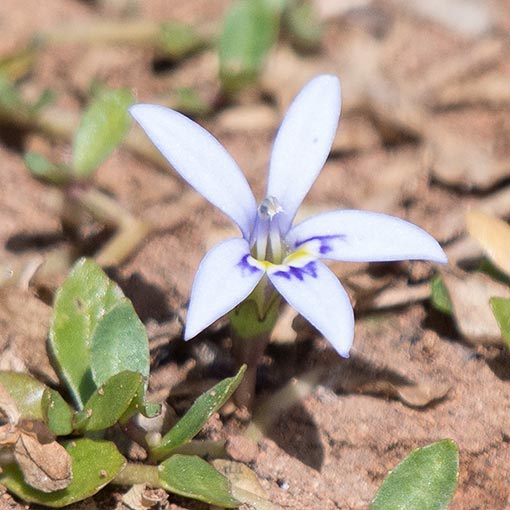 Isotoma fluviatilis, swamp isotome, Tasmania
