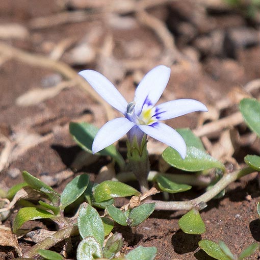 Isotoma fluviatilis, swamp isotome, Tasmania