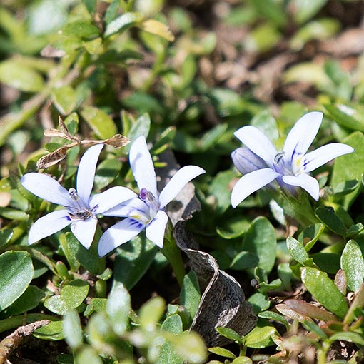 Isotoma fluviatilis, swamp isotome, Tasmania