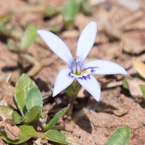 Isotoma fluviatilis