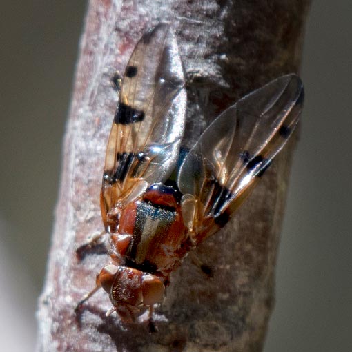 Lamprogaster laeta,<br />
Platystomatidae, Tasmania