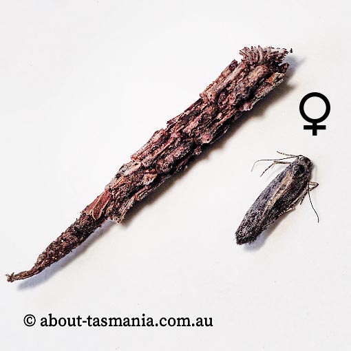 Lepidoscia arctiella, Psychidae, Tasmania, moth