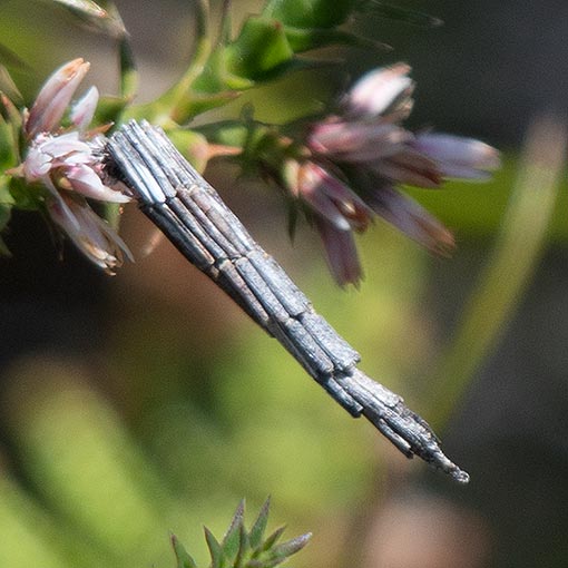 Lepidoscia arctiella, Psychidae, Tasmania, moth