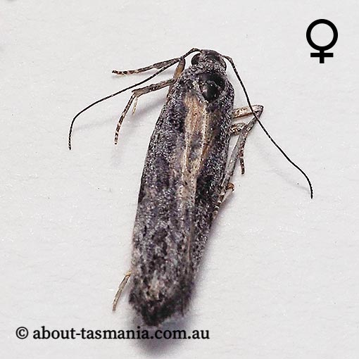 Lepidoscia arctiella, Psychidae, Tasmania, moth