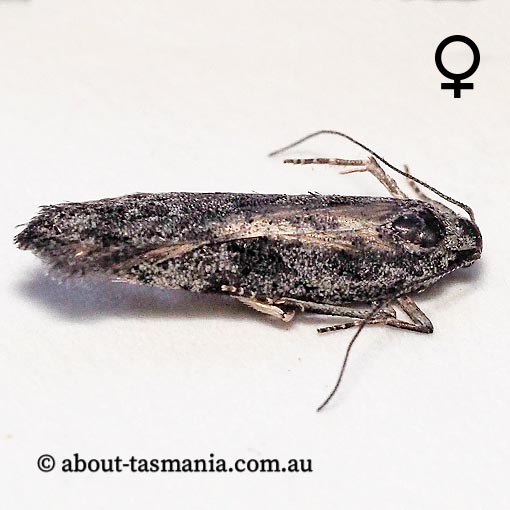Lepidoscia arctiella, Psychidae, Tasmania, moth