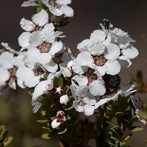 Leptospermum-glaucescens Leptospermum glaucescens, Smoky Tea tree, Tasmania