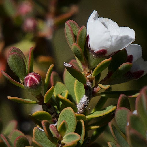 Leptospermum-glaucescens2 Leptospermum glaucescens, Smoky Tea tree, Tasmania