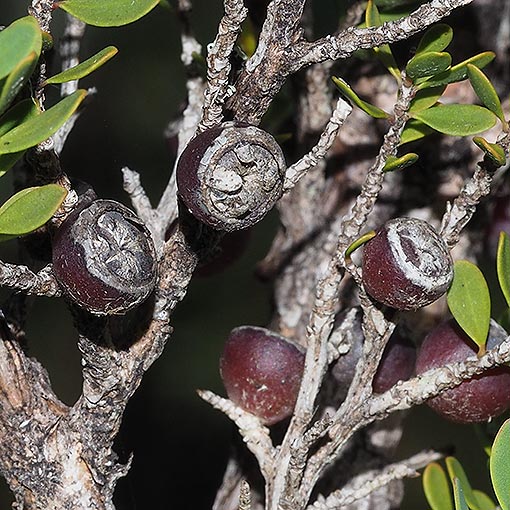 Leptospermum-glaucescens3 Leptospermum glaucescens, Smoky Tea tree, Tasmania
