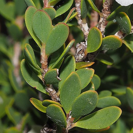 Leptospermum-glaucescens4 Leptospermum glaucescens, Smoky Tea tree, Tasmania