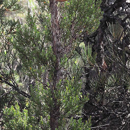 Leptospermum-glaucescens5 Leptospermum glaucescens, Smoky Tea tree, Tasmania
