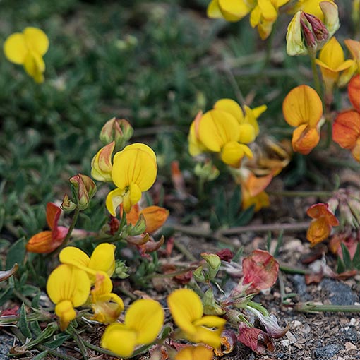 Lotus corniculatus, bird’s foot trefoil, Tasmania