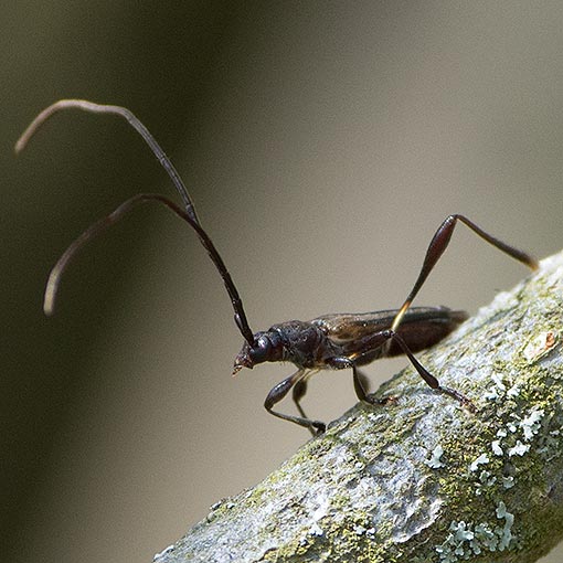Mecynopus cothurnatus, Cerambycidae, Tasmania, beetle