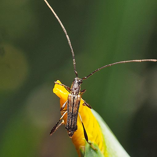 Mecynopus cothurnatus, Cerambycidae, Tasmania, beetle