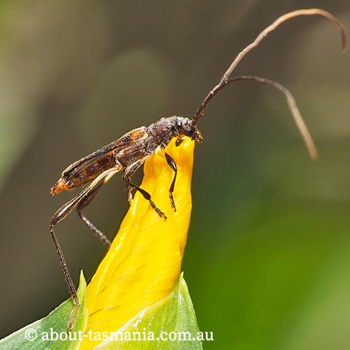 Mecynopus cothurnatus, Cerambycidae, Tasmania, beetle