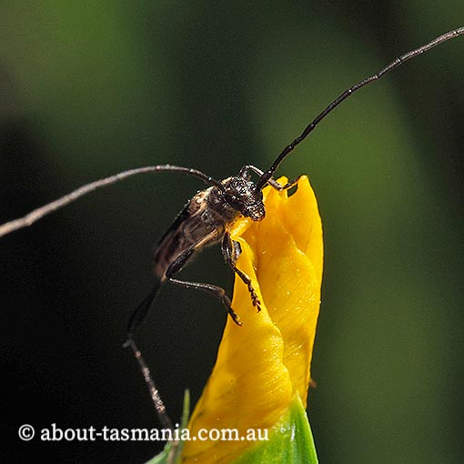 Mecynopus cothurnatus, Cerambycidae, Tasmania, beetle