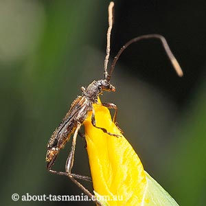 Mecynopus cothurnatus