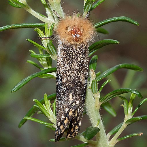 Epicoma contristis, Notodontidae, Tasmania, moth