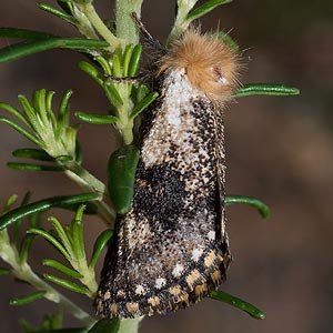 Epicoma tristis