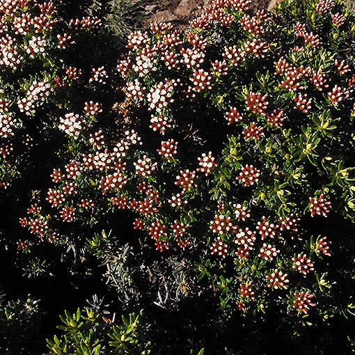 Ozothamnus ledifolius, Mountain everlastingbush, Tasmania