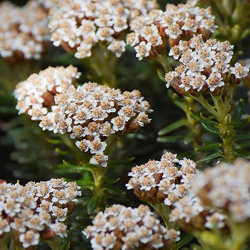 Ozothamnus ledifolius, Mountain everlastingbush, Tasmania