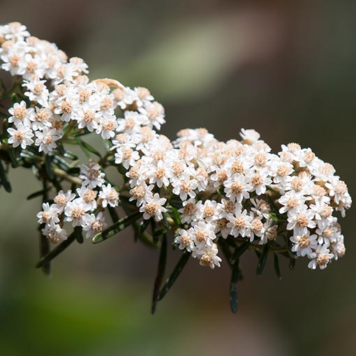Ozothamnus thyrsoideus, Arching everlastingbush, Tasmania