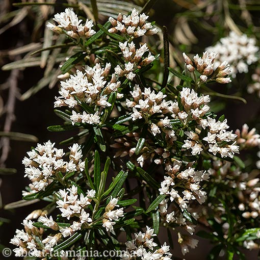 Ozothamnus thyrsoideus, Arching everlastingbush, Tasmania