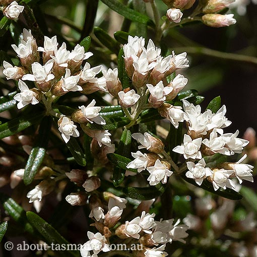 Ozothamnus thyrsoideus, Arching everlastingbush, Tasmania