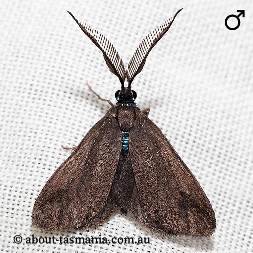 Pollanisus lithopastus, Zygaenidae, Tasmania
