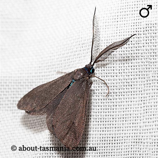 Pollanisus lithopastus, Zygaenidae, Tasmania
