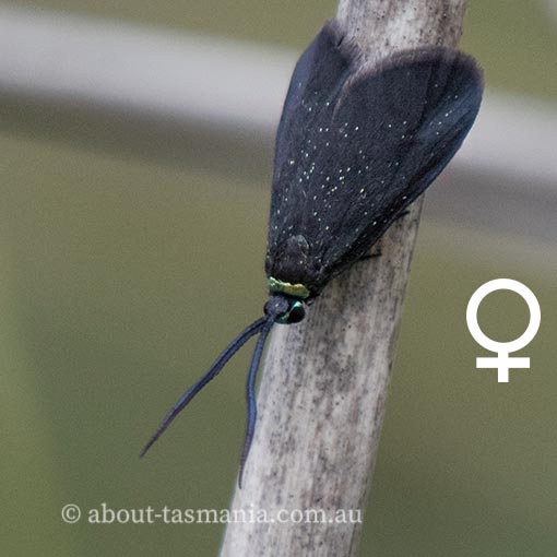 Pollanisus lithopastus, Zygaenidae, Tasmania