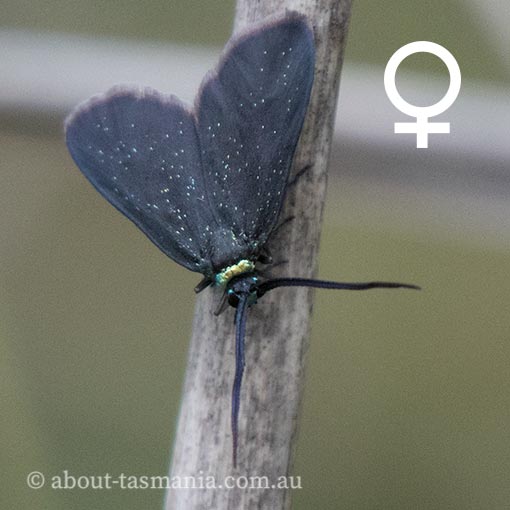 Pollanisus lithopastus, Zygaenidae Tasmania