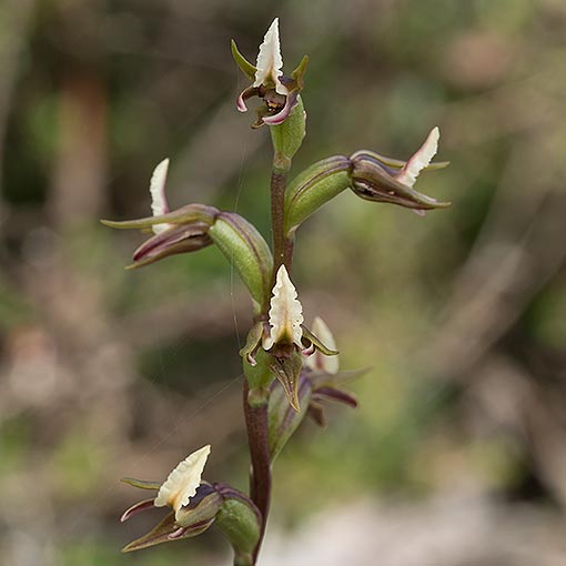 Prasophyllum incurvum,<br />
Horse-shoe Leek-Orchid, Tasmania