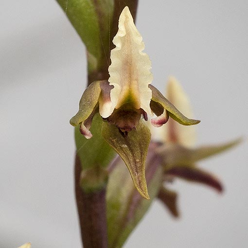 Prasophyllum incurvum, Horse-shoe Leek-Orchid, Tasmania