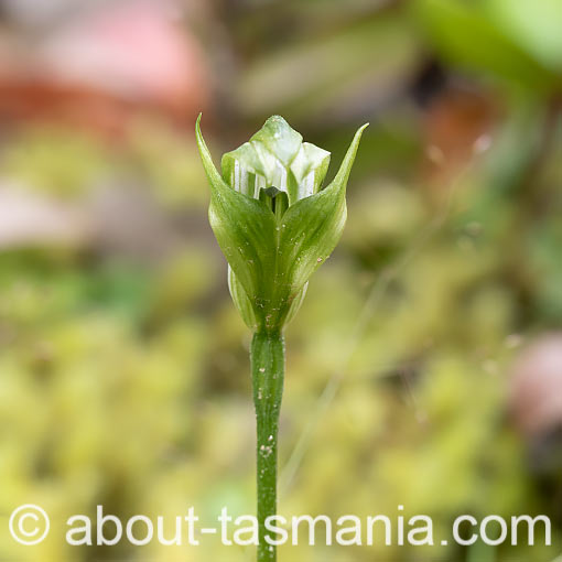Pterostylis dubia, blue-tongue greenhood, Tasmania
