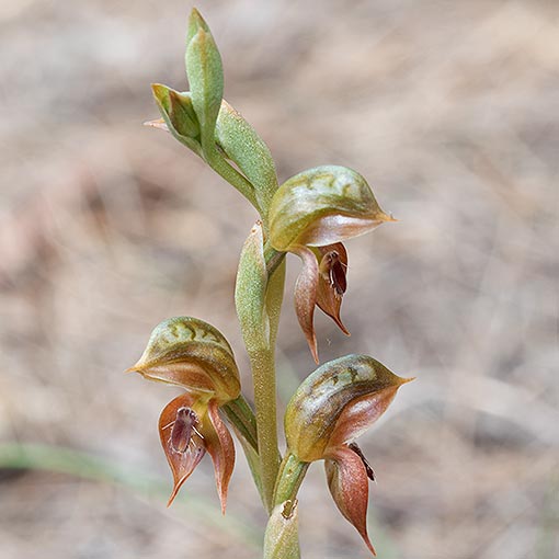 Pterostylis squamata,<br />
Ruddy Greenhood, Tasmania