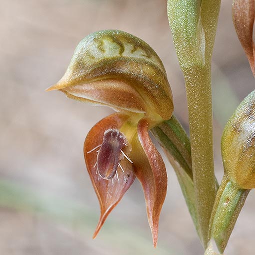 Pterostylis squamata, Ruddy Greenhood, Tasmania