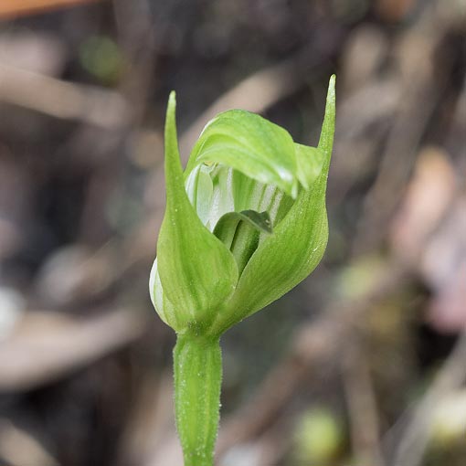 Pterostylis_dubia Pterostylis dubia, blue-tongue greenhood, Tasmania