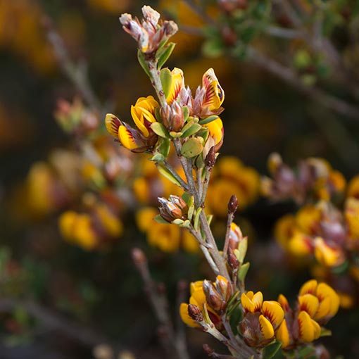 Pultenaea stricta, Rigid Bushpea, Tasmania